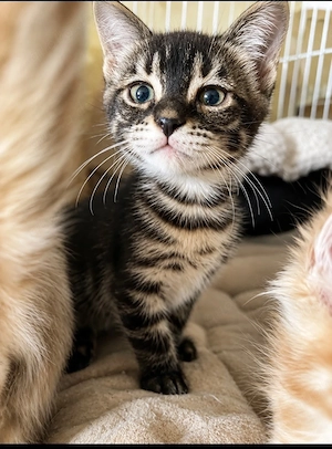 Exklusive Kätzchen Maine Coon x Bengal polydaktyl 