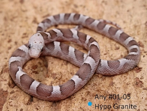Hypo Granite Masque Kornnatter NZ 2026