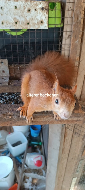 Eichhörchen bock zu verkaufen