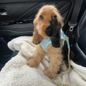    Liebevolle Cocker Spaniel Welpen suchen ihr Für-Immer-Zuhause
