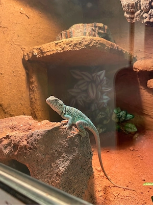 Halsbandleguan (Männlich)