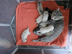 Ab sofort abgabe bereit reinrassige bkh kitten noch 3jungs und 1 mädchen 