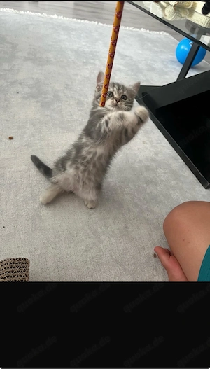 BKH katze 