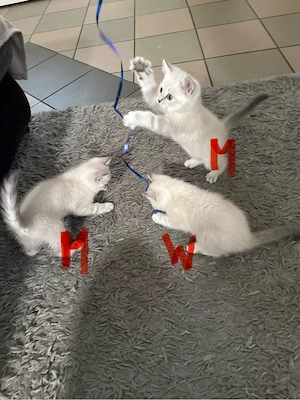 Wunderschöne reinrassige BKH Kitten abzugeben