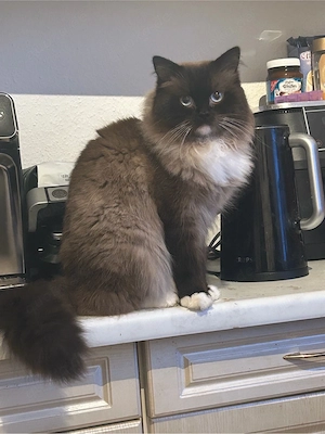 ragdoll siam kater sucht dringend 