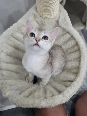 singapura kitten Abgabe bereit