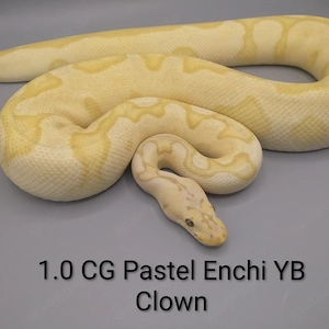 Königspython python regius 1.0 Coral Glow Pastel Enchi Yellow Belly Clown Zuchtmännchen