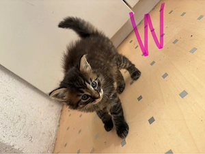 EKH Kitten suchen liebevolles neues zu Hause