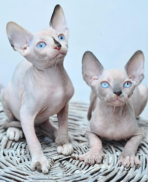  **2 wunderschöne Sphynx-Kätzchen suchen ein liebevolles Zuhause** 