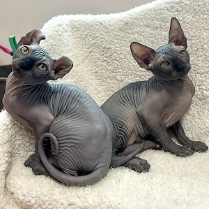  **2 wunderschöne Sphynx-Kätzchen suchen ihr Für-Immer-Zuhause** 