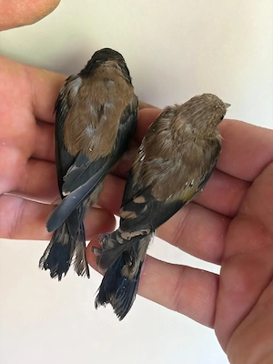 vögel abzugeben 