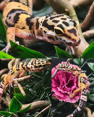 Leopardgecko ink. 0.1 Wildtyp het TA het Eclipse