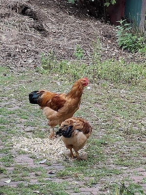 Brahma, Hahn und Henne