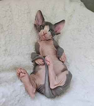  **2 wunderschöne Sphynx-Kätzchen suchen ein liebevolles Zuhause** 