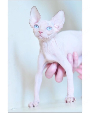  **Zwei wunderschöne Sphynx-Kätzchen suchen ein liebevolles Zuhause** 