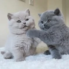 Wunderschöne BKH Kitten in blau und lilac