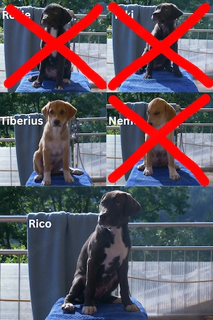 2 süße Labrador-Mischlings Welpen wobei einer noch Staffordshire drinnen hat.