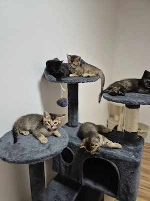 Fünf hübschen britisch Kurzhaar  Bengal mix Kitten zu verkaufen 