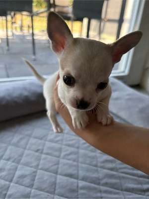 Zwei süße kurzhaar Chihuahua welpen zu verkaufen