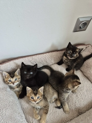 Fünf hübschen britisch Kurzhaar  Bengal mix Kitten zu verkaufen 