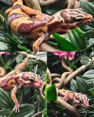 PET ONLY Leopardgecko ink. 0.1 Tremper Albino het Eclipse 