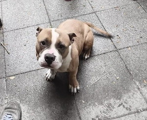 amerikan bully