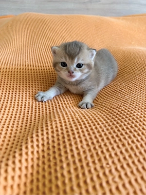 BKH Kitten Golden Shaded 