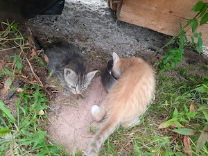 Babykatze, Bauernhofkatzen ab sofort abzugeben  Bild 2