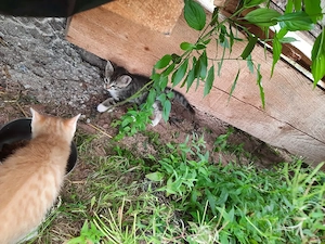 Babykatze, Bauernhofkatzen ab sofort abzugeben  Bild 3