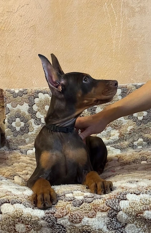 Traumhafte Dobermann Welpen   Schwarz & Braun   Liebevolle Familienaufzucht