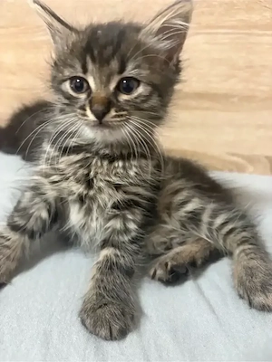 Katzen Babys 5 stück 