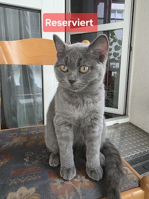 Wunderschöne BKH Katzen-Dame für 200 Euro sofort abholen 