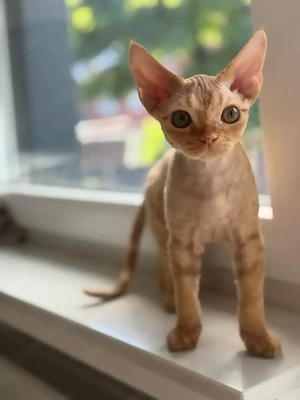 Wunderschöner roter Devon-Rex-Kater Leo sucht seine Familie 