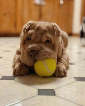Sharpei puppies for adoption 