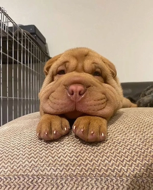 Sharpei puppies for adoption 