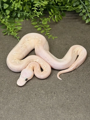 0.1 Super Pastel Black Pastel Banana Wookie Clown Königspython