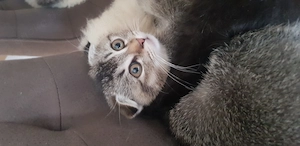 Bkh Mix Kitten 