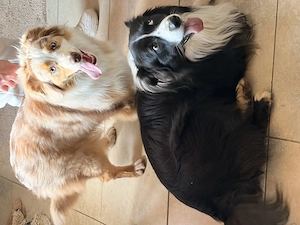 Australian Shepherd Welpen 