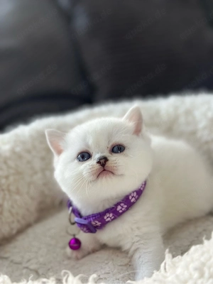 BKH Kitten