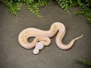0.1 Super Pastel Banana Black Pastel Wookie Clown Königspython