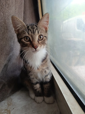 Zwei zuckersüße Kater (13 Wochen) suchen ein liebevolles Zuhause!