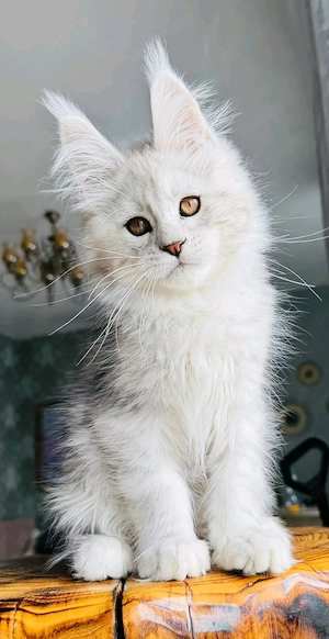      Wundervolle kleine Maine-Coon-Kätzchen auf der Suche nach ihrer Familie fürs Leben     