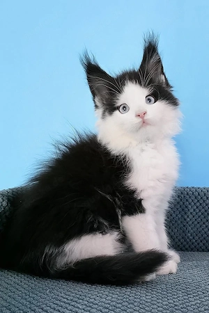     Ein attraktiver, blau-goldener Junge aus Maine Coon    