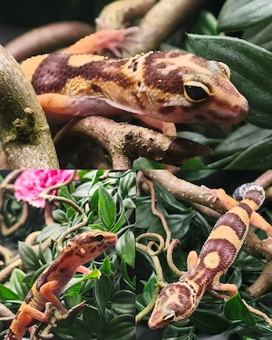 Leopardgecko ink. 0.1 Tremper Albino het Eclipse