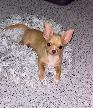 Chihuahua Hündin Kurzhaar