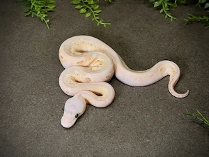 0.1 Super Pastel Black Pastel Banana Wookie Clown Königspython