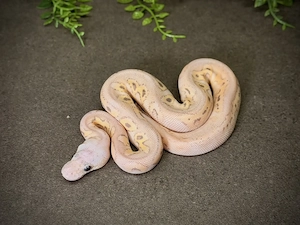 1.0 Super Pastel Black Pastel Banana pos Wookie Clown