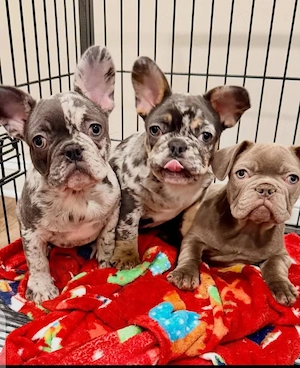 Französische Bulldoggenwelpen.