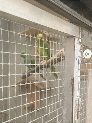 paar grüne halsbandsittiche Bild 3