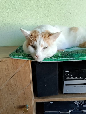 Junger Maine Coon Kater